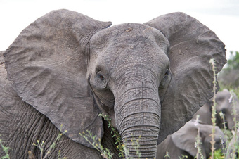 African elephant with ears spread in a threat or attentive position; note the visible blood vessels.: Photograph courtesy fo Wikipedia